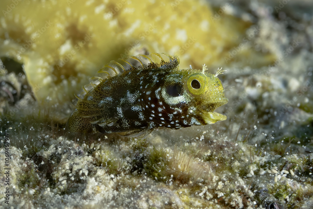 Spinyhead blenny on Bonaire coral reef