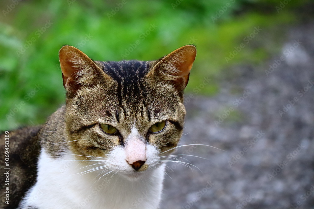 Fototapeta premium 見つめる猫