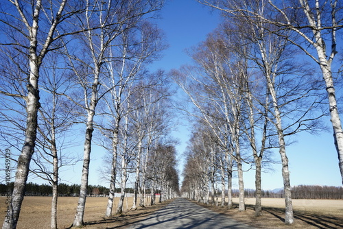 冬の晴れた日の並木道 photo