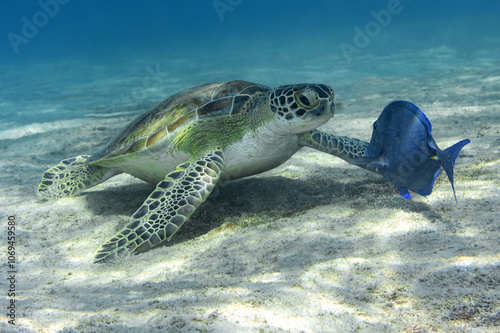 Sea turtle and blue tang sharing a moment in Bonaire waters