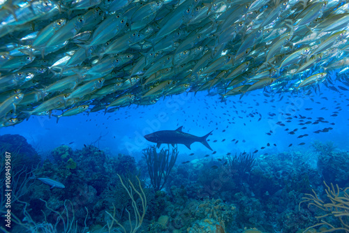 Schooling fish with a Tarpon in Bonaire waters photo