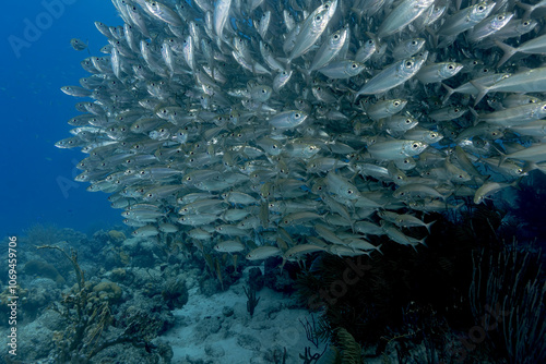 Dense School of Bigeye Scad in Bonaire Waters photo