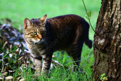 猫