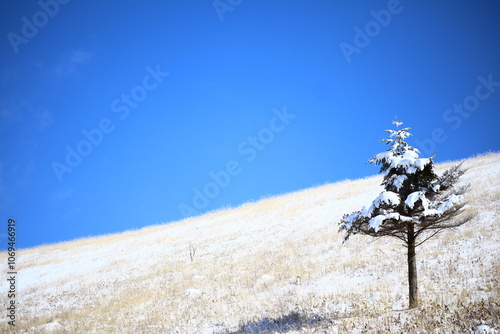 雪景色 photo