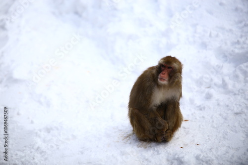 雪山のサル