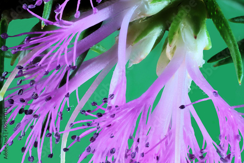 Close-up of Violet Honey-myrtle (Melaleuca wilsonii) flowers on stem. Australian native plant. photo