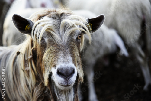 Wallpaper Mural CAPRA Torontodigital.ca