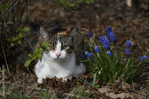 Wallpaper Mural GATTO Torontodigital.ca