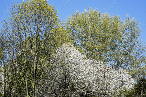 Wallpaper Mural BOSCO Torontodigital.ca