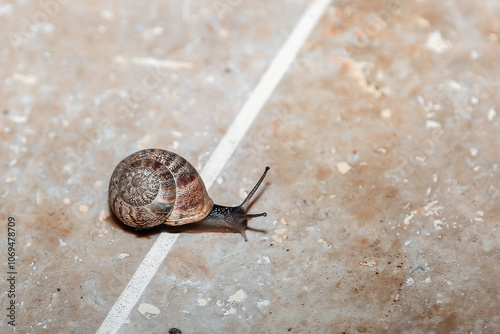 snail on a stone