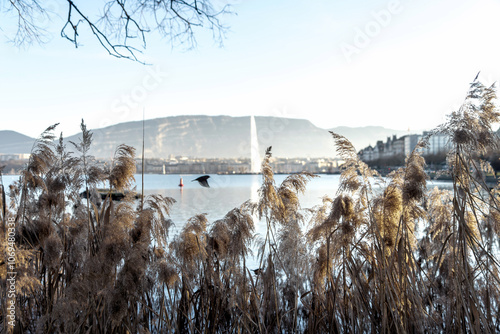 Peaceful Lakeside Scene with Reed Grass and Geneva City Skyline