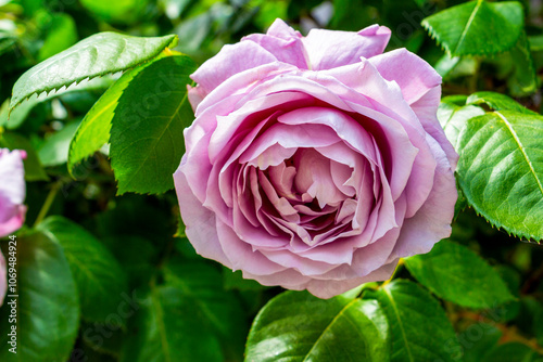 Fototapeta Naklejka Na Ścianę i Meble -  Beautiful pink rose against a natural green foliage background from the streets of Old town Nesebar, Burgas Province, Bulgarian Black Sea coast
