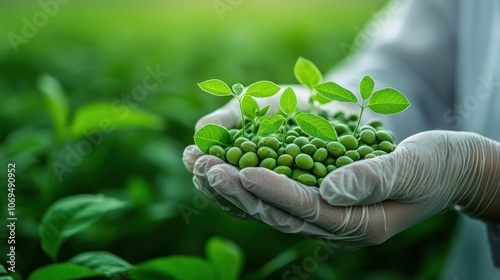 Growing soybeans in hands, observing plant development and health.