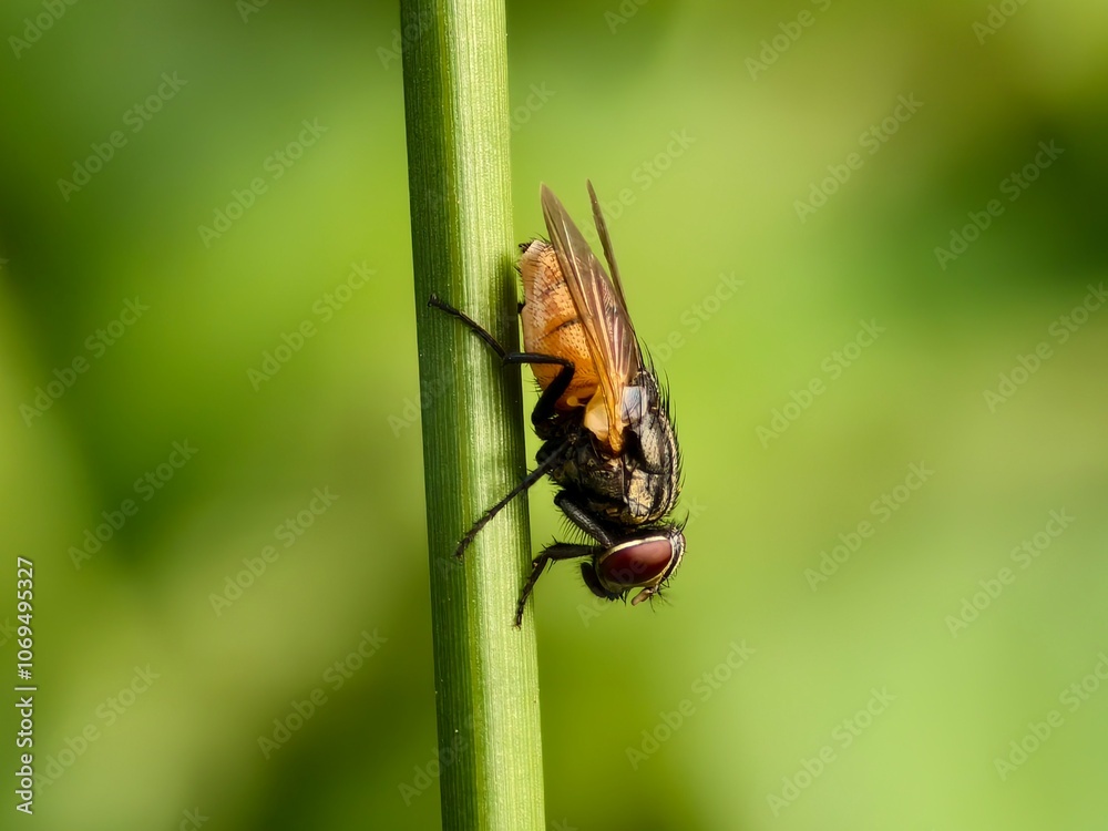 house fly on plant stem with blur background house fly on plant stem with blur background