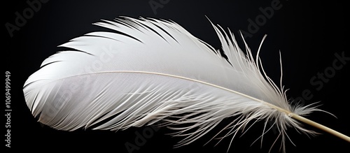 Single white feather isolated on a black background.