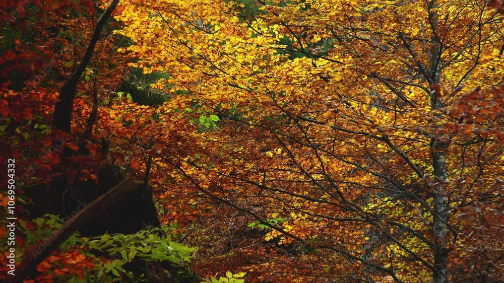 Autumn vegetation with yellow trees in the mountains Autumn vegetation with yellow trees in the mountains