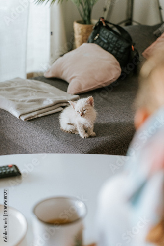 Fluffy white kitten resting on a soft gray sofa at home photo