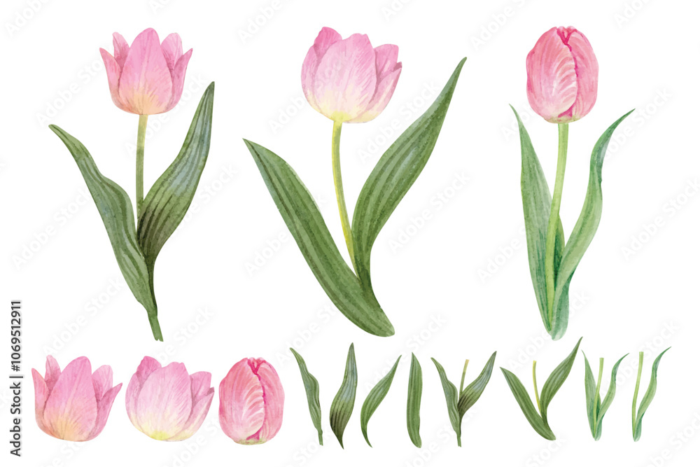 Tulips element set. hand draw watercolor painted isolated on white background. for design such as card, wallpaper, textile and on so. Tulips element set. hand draw watercolor painted isolated on white background. for design such as card, wallpaper, textile and on so.