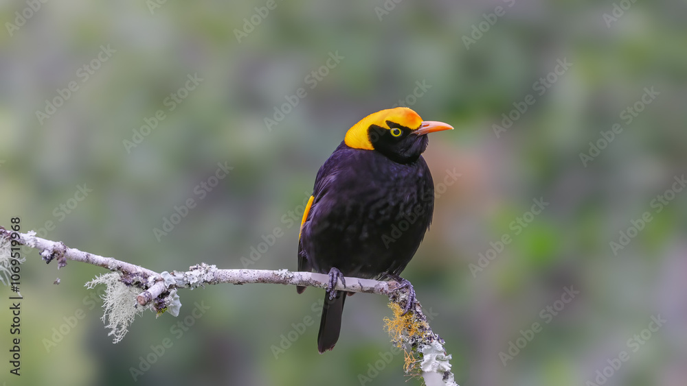 Obraz premium a front view of a regent bowerbird perching on a branch at o'reillys rainforest retreat in lamington national park of sth qld, australia