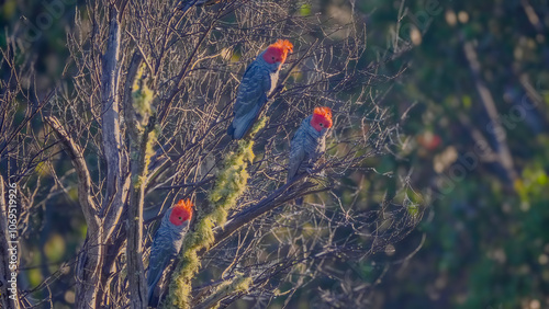 three male gang-gang cockatoos perching in a eucalyptus tree at kosciusko national park in the snowy mountains of nsw, australia photo