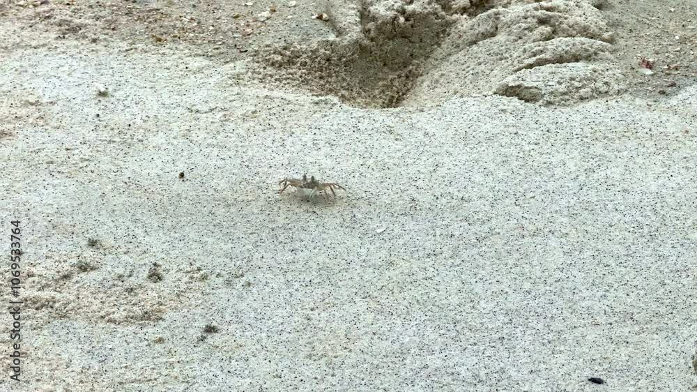 A small sea crab is walking on the beach looking for food. A small sea crab is walking on the beach looking for food.