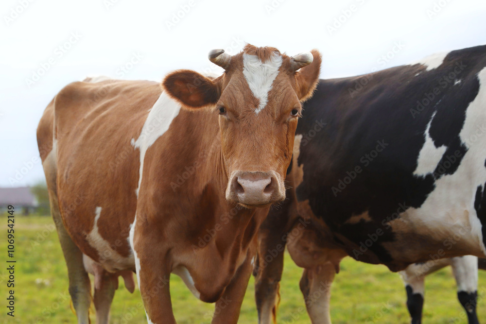 Beautiful cows grazing on pasture. Farm animal Beautiful cows grazing on pasture. Farm animal