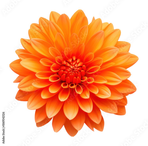 PNG Orange flower dahlia petal plant.