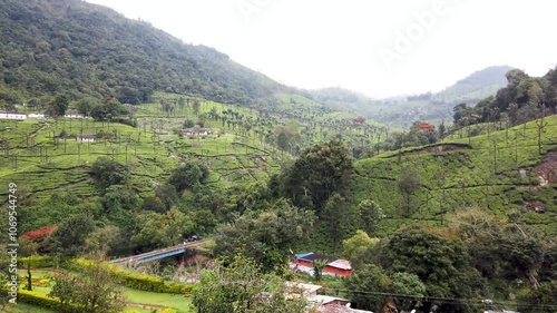 oty, Tamil Nadu, India- October 13 2024; A Dramatic view of the Nature and Landscaped Tea crop plantations in the Nilgiri hills on Western Ghats near Ooty, India.
 photo