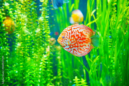 Pompadour Red orange  Symphysodon discus swims photo