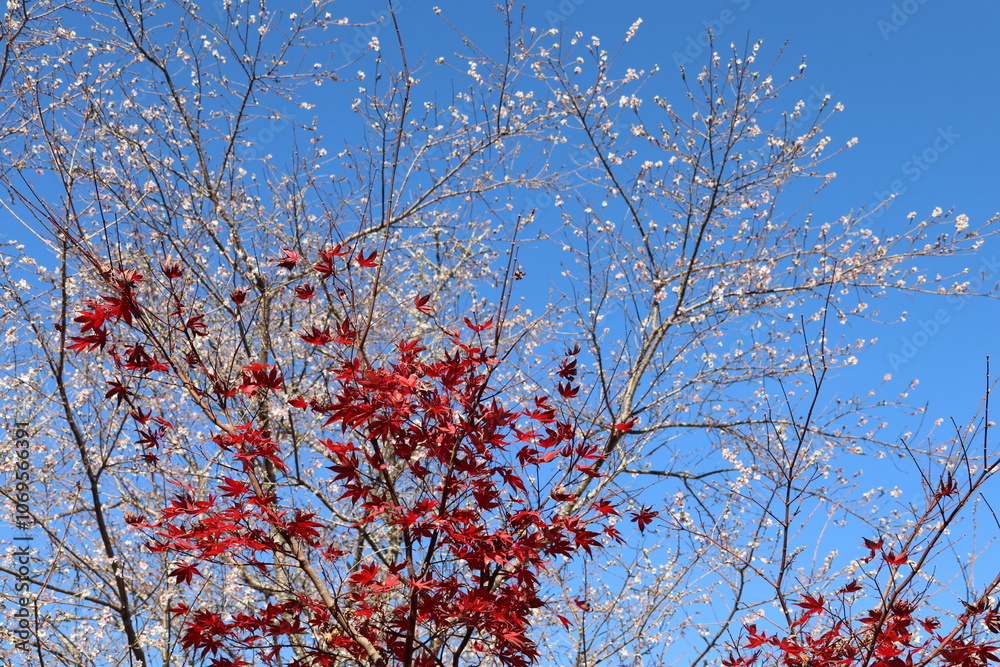 愛知県豊田市小原の四季桜。川見（せんみ）さくら山。秋に咲く桜、紅葉とのコラボ。