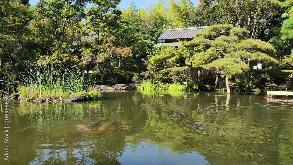 A school of koi fish in a pond in Japanese garden in Tokyo, Japan