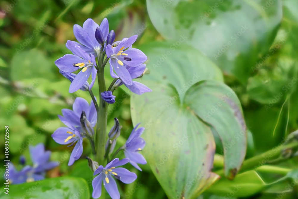 清らかに咲くミズアオイの花