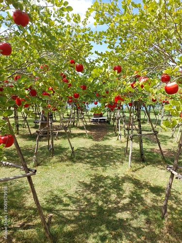 Red apple tree in the garden