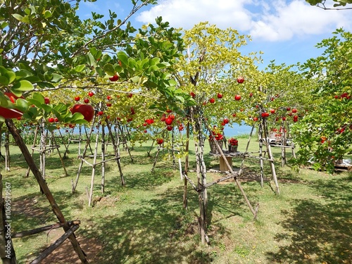 Red apple tree in the garden