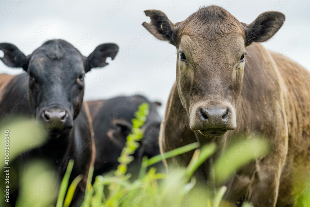 beautiful cattle in Australia eating grass, grazing on pasture. Herd of cows free range beef being regenerative raised on an agricultural farm. Sustainable farming beautiful cattle in Australia eating grass, grazing on pasture. Herd of cows free range beef being regenerative raised on an agricultural farm. Sustainable farming