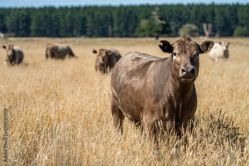 dairy cows grazing on grass in a meadow on a farm