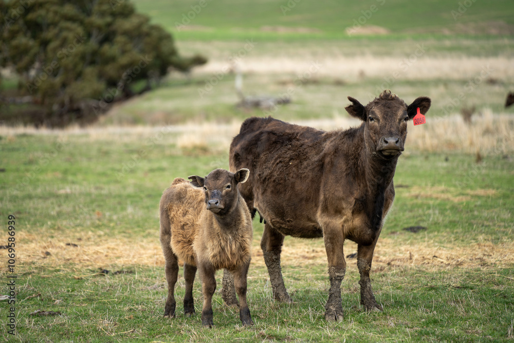 Fototapeta premium growing real healthy food. beautiful cattle in Australia eating grass, grazing on pasture. Herd of cows free range beef being regenerative raised on an agricultural farm. Sustainable farming