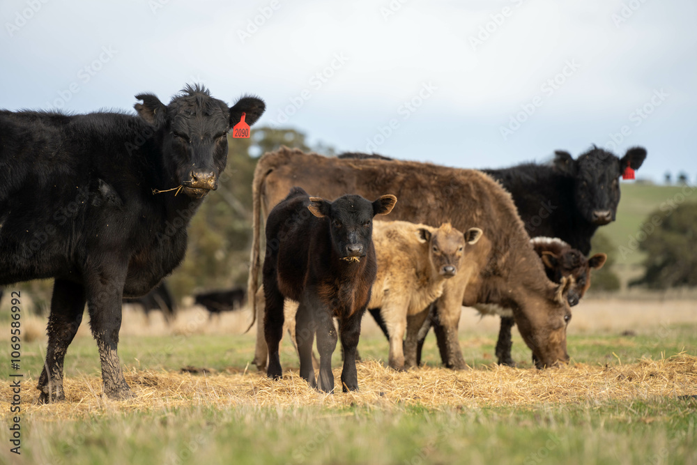 Fototapeta premium growing real healthy food. beautiful cattle in Australia eating grass, grazing on pasture. Herd of cows free range beef being regenerative raised on an agricultural farm. Sustainable farming