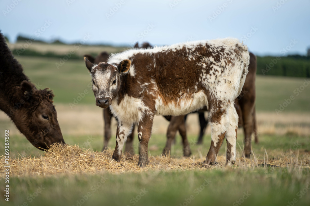 growing real healthy food. beautiful cattle in Australia eating grass, grazing on pasture. Herd of cows free range beef being regenerative raised on an agricultural farm. Sustainable farming growing real healthy food. beautiful cattle in Australia eating grass, grazing on pasture. Herd of cows free range beef being regenerative raised on an agricultural farm. Sustainable farming