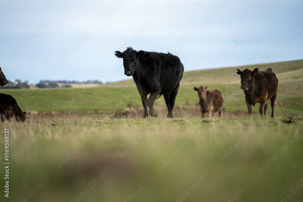 growing real healthy food. beautiful cattle in Australia eating grass, grazing on pasture. Herd of cows free range beef being regenerative raised on an agricultural farm. Sustainable farming growing real healthy food. beautiful cattle in Australia eating grass, grazing on pasture. Herd of cows free range beef being regenerative raised on an agricultural farm. Sustainable farming