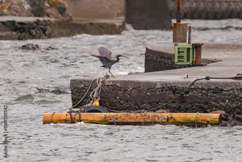 防波堤から飛び立つ美しいクロサギ（サギ科）。
英名学名：Pacific Reef-Heron (Egretta sacra)
静岡県伊豆半島賀茂郡南伊豆町中木ヒリゾ浜2024年
 photo