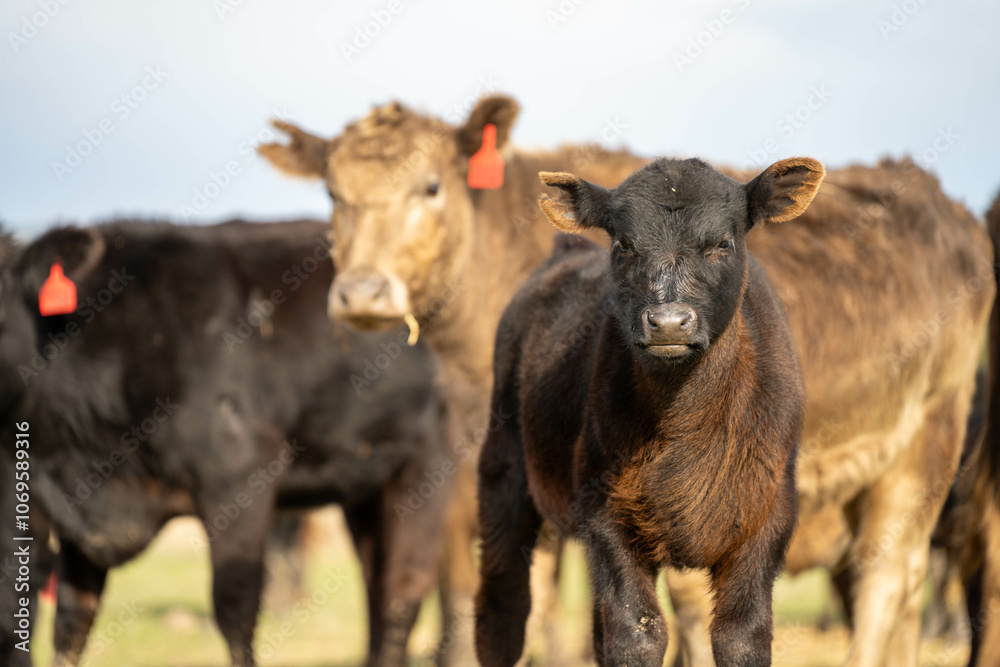 growing real healthy food. beautiful cattle in Australia eating grass, grazing on pasture. Herd of cows free range beef being regenerative raised on an agricultural farm. Sustainable farming growing real healthy food. beautiful cattle in Australia eating grass, grazing on pasture. Herd of cows free range beef being regenerative raised on an agricultural farm. Sustainable farming