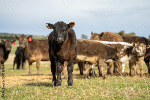 growing real healthy food. beautiful cattle in Australia eating grass, grazing on pasture. Herd of cows free range beef being regenerative raised on an agricultural farm. Sustainable farming