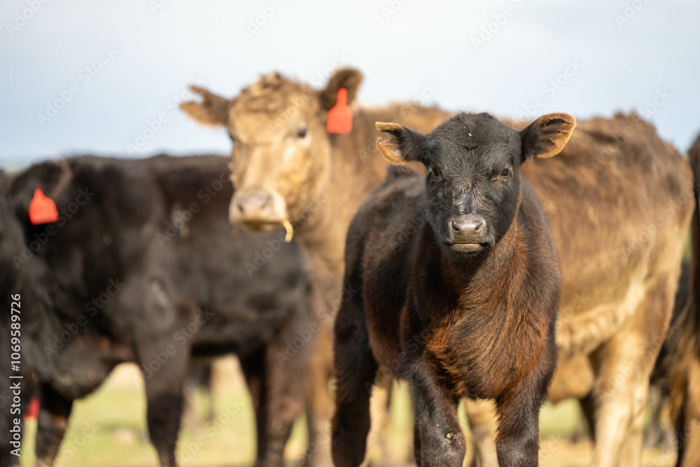 growing real healthy food. beautiful cattle in Australia eating grass, grazing on pasture. Herd of cows free range beef being regenerative raised on an agricultural farm. Sustainable farming growing real healthy food. beautiful cattle in Australia eating grass, grazing on pasture. Herd of cows free range beef being regenerative raised on an agricultural farm. Sustainable farming