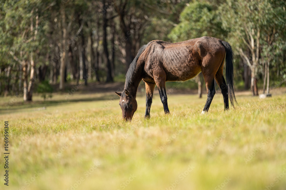 wild horse in a woodland grazing on grass eating pasture wild horse in a woodland grazing on grass eating pasture