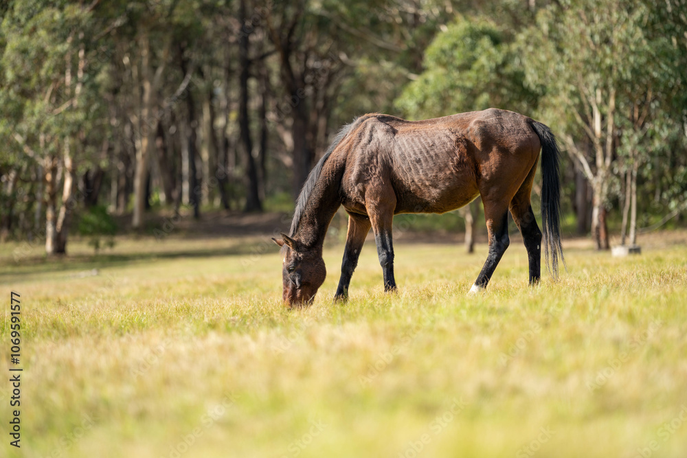wild horse in a woodland grazing on grass eating pasture wild horse in a woodland grazing on grass eating pasture