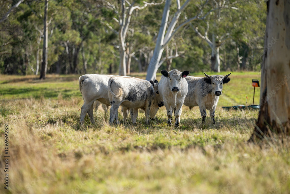 herd of cattle eating grass in a paddock on an agricultural field crop herd of cattle eating grass in a paddock on an agricultural field crop