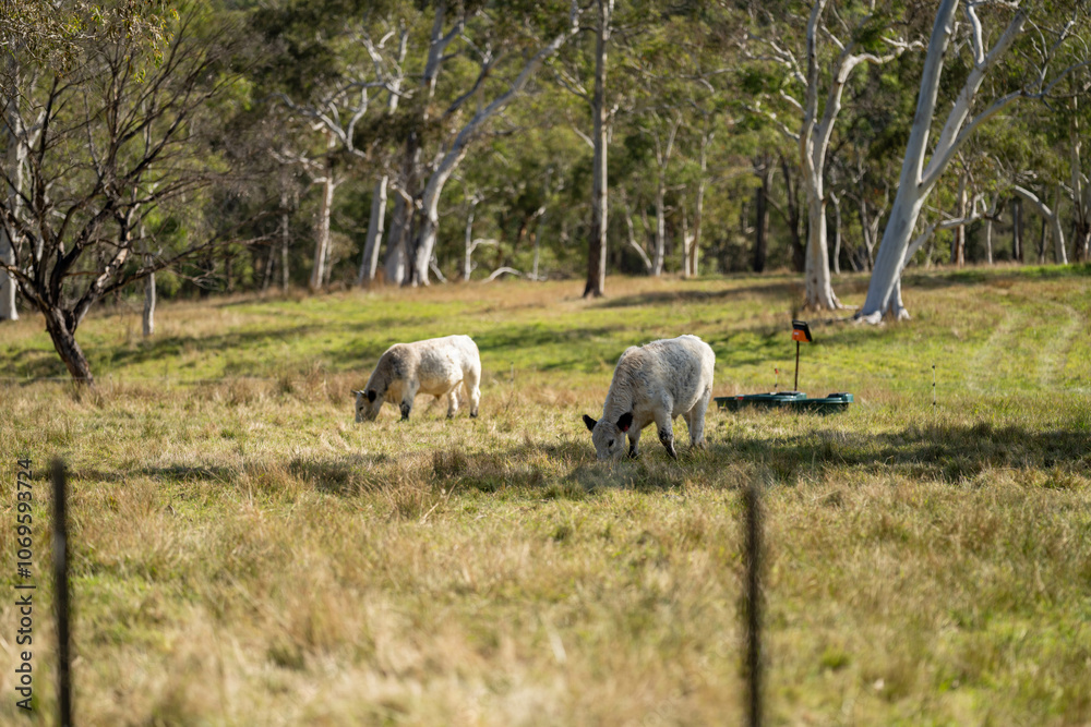 herd of cattle eating grass in a paddock on an agricultural field crop herd of cattle eating grass in a paddock on an agricultural field crop