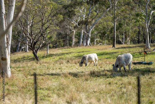 herd of cattle eating grass in a paddock on an agricultural field crop