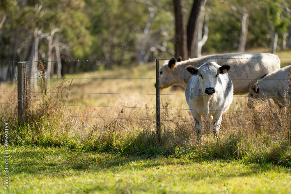 speckle park cows and bull on a farm eating grass and living free range speckle park cows and bull on a farm eating grass and living free range